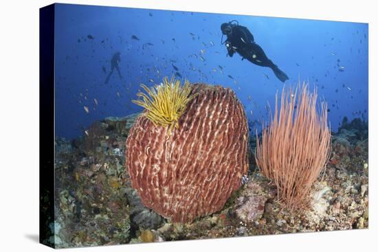 Diver Looks on at Sponges, Soft Corals and Crinoids in a Colorful Komodo Seascape-Stocktrek Images-Stretched Canvas
