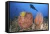 Diver Looks on at Sponges, Soft Corals and Crinoids in a Colorful Komodo Seascape-Stocktrek Images-Framed Stretched Canvas