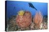 Diver Looks on at Sponges, Soft Corals and Crinoids in a Colorful Komodo Seascape-Stocktrek Images-Stretched Canvas