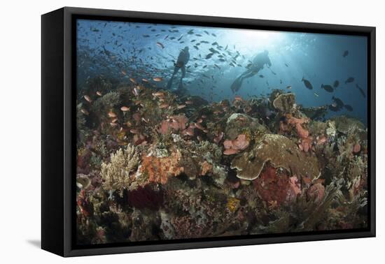 Diver Looks on at Sponges, Soft Corals and Crinoids in a Colorful Komodo Seascape-Stocktrek Images-Framed Stretched Canvas