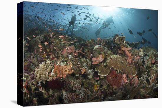 Diver Looks on at Sponges, Soft Corals and Crinoids in a Colorful Komodo Seascape-Stocktrek Images-Stretched Canvas