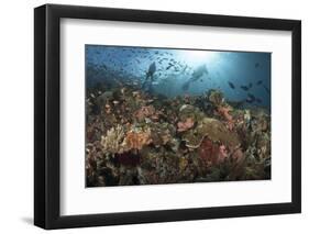 Diver Looks on at Sponges, Soft Corals and Crinoids in a Colorful Komodo Seascape-Stocktrek Images-Framed Premium Photographic Print