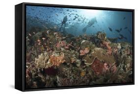 Diver Looks on at Sponges, Soft Corals and Crinoids in a Colorful Komodo Seascape-Stocktrek Images-Framed Stretched Canvas