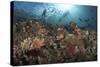 Diver Looks on at Sponges, Soft Corals and Crinoids in a Colorful Komodo Seascape-Stocktrek Images-Stretched Canvas