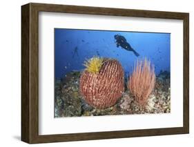 Diver Looks on at Sponges, Soft Corals and Crinoids in a Colorful Komodo Seascape-Stocktrek Images-Framed Photographic Print