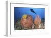 Diver Looks on at Sponges, Soft Corals and Crinoids in a Colorful Komodo Seascape-Stocktrek Images-Framed Photographic Print