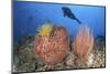 Diver Looks on at Sponges, Soft Corals and Crinoids in a Colorful Komodo Seascape-Stocktrek Images-Mounted Photographic Print