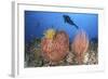 Diver Looks on at Sponges, Soft Corals and Crinoids in a Colorful Komodo Seascape-Stocktrek Images-Framed Photographic Print