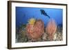 Diver Looks on at Sponges, Soft Corals and Crinoids in a Colorful Komodo Seascape-Stocktrek Images-Framed Photographic Print