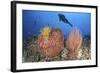 Diver Looks on at Sponges, Soft Corals and Crinoids in a Colorful Komodo Seascape-Stocktrek Images-Framed Photographic Print