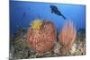 Diver Looks on at Sponges, Soft Corals and Crinoids in a Colorful Komodo Seascape-Stocktrek Images-Mounted Photographic Print