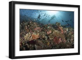 Diver Looks on at Sponges, Soft Corals and Crinoids in a Colorful Komodo Seascape-Stocktrek Images-Framed Photographic Print