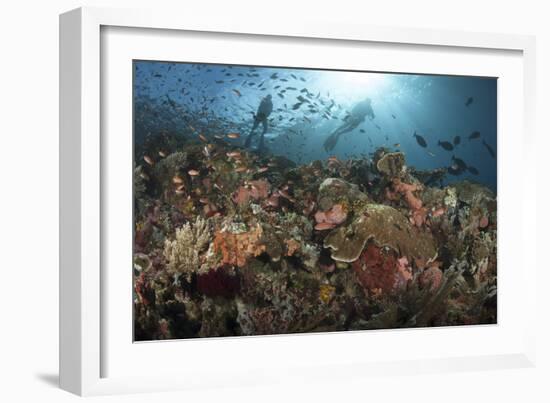 Diver Looks on at Sponges, Soft Corals and Crinoids in a Colorful Komodo Seascape-Stocktrek Images-Framed Photographic Print