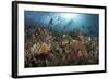 Diver Looks on at Sponges, Soft Corals and Crinoids in a Colorful Komodo Seascape-Stocktrek Images-Framed Photographic Print