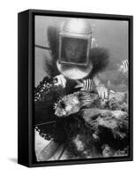 Diver Meddling Around with a Blowfish in Hartley's Underwater Movie in Bermuda-Peter Stackpole-Framed Stretched Canvas