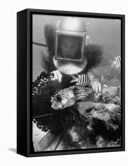 Diver Meddling Around with a Blowfish in Hartley's Underwater Movie in Bermuda-Peter Stackpole-Framed Stretched Canvas