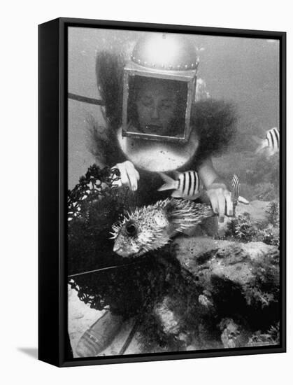 Diver Meddling Around with a Blowfish in Hartley's Underwater Movie in Bermuda-Peter Stackpole-Framed Stretched Canvas
