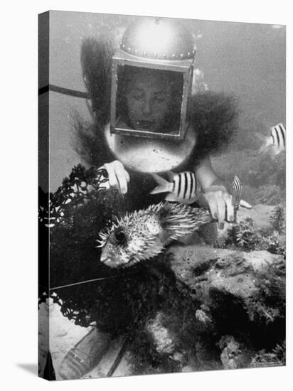 Diver Meddling Around with a Blowfish in Hartley's Underwater Movie in Bermuda-Peter Stackpole-Stretched Canvas