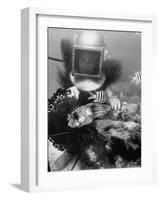 Diver Meddling Around with a Blowfish in Hartley's Underwater Movie in Bermuda-Peter Stackpole-Framed Photographic Print