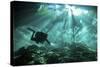 Diver Passes Through Light Beams in Chac Mool Cenote in Mexico-null-Stretched Canvas