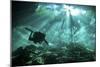 Diver Passes Through Light Beams in Chac Mool Cenote in Mexico-null-Mounted Photographic Print