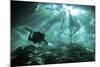 Diver Passes Through Light Beams in Chac Mool Cenote in Mexico-null-Mounted Photographic Print