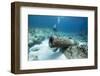 Diver Peruses 10,000 Pound Cannon.-Stephen Frink-Framed Photographic Print