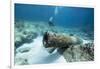 Diver Peruses 10,000 Pound Cannon.-Stephen Frink-Framed Photographic Print