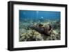 Diver Peruses 10,000 Pound Cannon.-Stephen Frink-Framed Photographic Print