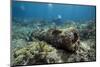 Diver Peruses 10,000 Pound Cannon.-Stephen Frink-Mounted Photographic Print