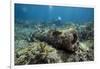 Diver Peruses 10,000 Pound Cannon.-Stephen Frink-Framed Photographic Print