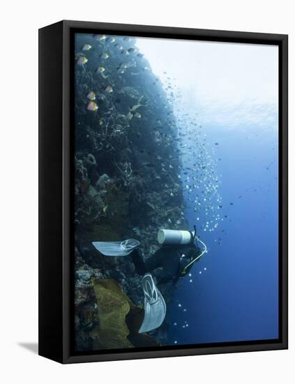 Diver Swimming Along a Wall at Bunaken, Sulawesi, Indonesia, Southeast Asia, Asia-Lisa Collins-Framed Stretched Canvas