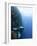 Diver Swimming Along a Wall at Bunaken, Sulawesi, Indonesia, Southeast Asia, Asia-Lisa Collins-Framed Photographic Print