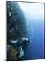 Diver Swimming Along a Wall at Bunaken, Sulawesi, Indonesia, Southeast Asia, Asia-Lisa Collins-Mounted Photographic Print