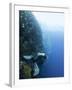 Diver Swimming Along a Wall at Bunaken, Sulawesi, Indonesia, Southeast Asia, Asia-Lisa Collins-Framed Photographic Print