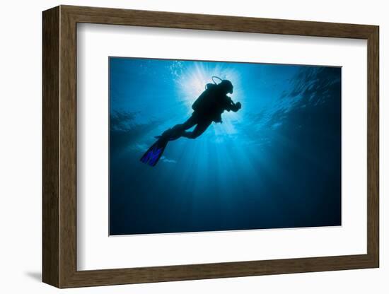 Diver swimming past the sunlight in the Gulf of Mexico-Stocktrek Images-Framed Photographic Print