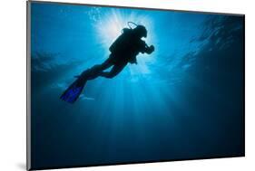 Diver swimming past the sunlight in the Gulf of Mexico-Stocktrek Images-Mounted Photographic Print