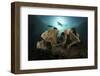 Diver Swims Above a Large Sponge in Horseshoe Bay, Indonesia-Stocktrek Images-Framed Photographic Print