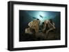 Diver Swims Above a Large Sponge in Horseshoe Bay, Indonesia-Stocktrek Images-Framed Photographic Print