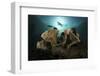 Diver Swims Above a Large Sponge in Horseshoe Bay, Indonesia-Stocktrek Images-Framed Photographic Print