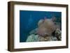 Diver Swims Past a Large Sea Anenome on a Fijian Reef-Stocktrek Images-Framed Photographic Print