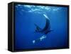 Diver Swims with Giant Manta Ray, Mexico-Jeffrey Rotman-Framed Stretched Canvas