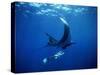 Diver Swims with Giant Manta Ray, Mexico-Jeffrey Rotman-Stretched Canvas