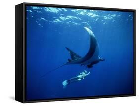 Diver Swims with Giant Manta Ray, Mexico-Jeffrey Rotman-Framed Stretched Canvas