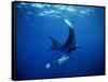 Diver Swims with Giant Manta Ray, Mexico-Jeffrey Rotman-Framed Stretched Canvas