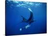 Diver Swims with Giant Manta Ray, Mexico-Jeffrey Rotman-Stretched Canvas