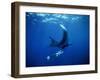 Diver Swims with Giant Manta Ray, Mexico-Jeffrey Rotman-Framed Premium Photographic Print