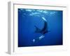Diver Swims with Giant Manta Ray, Mexico-Jeffrey Rotman-Framed Premium Photographic Print