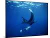 Diver Swims with Giant Manta Ray, Mexico-Jeffrey Rotman-Mounted Premium Photographic Print