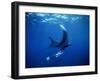 Diver Swims with Giant Manta Ray, Mexico-Jeffrey Rotman-Framed Photographic Print